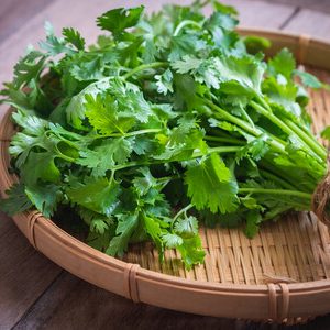 Cilantro